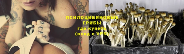 прущие грибы Белокуриха
